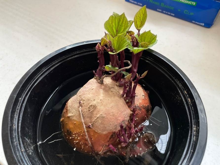 本頁圖片/檔案 - 四年級科學種植日誌1