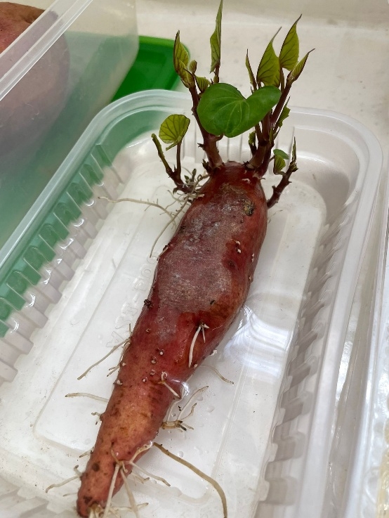 本頁圖片/檔案 - 四年級科學種植日誌3