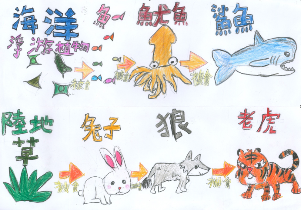 本頁圖片/檔案 - 四年級繪畫食物鏈